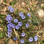 Gentiana pedicellata Flor