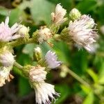 Cyrtocymura scorpioides Flower