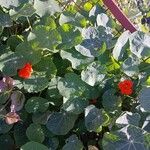 Tropaeolum majus Hábito