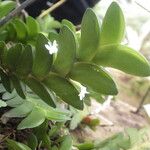 Angraecum aporoides Habitat