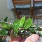 Microgramma vacciniifolia 葉