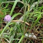 Liatris squarrosa Kukka