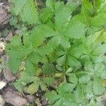 Potentilla anglica Leaf