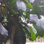 Khaya anthotheca Leaf