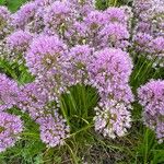 Allium senescens Flor