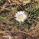 Carlina acaulis 葉