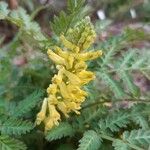 Corydalis cheilanthifolia Blomma