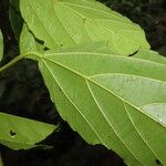 Alchornea latifolia برگ