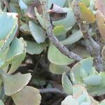 Kalanchoe longiflora Bark