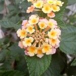 Lantana camara花