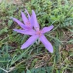 Colchicum multiflorumŽiedas