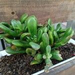 Crassula ovataHostoa