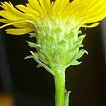 Inula spiraeifolia Flower