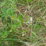 Chromolaena hirsuta Blüte