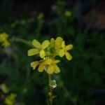 Succowia balearica Floare