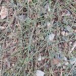 Polygonum equisetiforme 葉