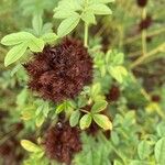 Glycyrrhiza echinata Fruit