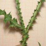 Carduus spachianus Likasa