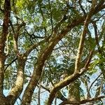 Jacaranda cuspidifolia Tervik taim