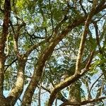Jacaranda cuspidifolia Hábito