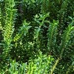 Hebe cupressoides 葉
