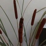 Typha angustifolia 花