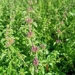 Mentha pulegiumFlower