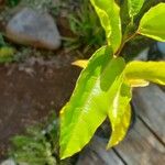 Passiflora edulis Blatt