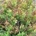 Calceolaria parvifolia Habit