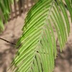 Anadenanthera colubrina ഇല