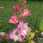 Gladiolus communis Blomst