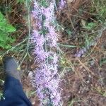 Liatris gracilis Flower