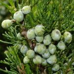 Juniperus sabina Blüte