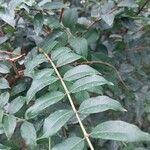 Plinia cauliflora Foglia