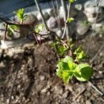 Crataegus marshallii Leaf