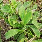 Pilosella officinarum Leaf