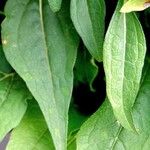 Echinacea purpurea Leaf