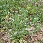 Valeriana discoidea Hábitos