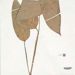 Ischnosiphon puberulus Hoja