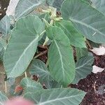 Begonia angularis Leaf