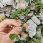 Trifolium occidentale Blad