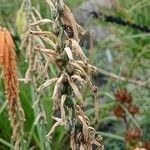 Kniphofia galpinii Fruit