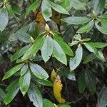 Rhododendron maddenii Leaf