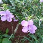 Barleria observatrix Flower