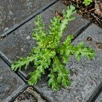 Senecio sylvaticus Habit