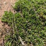 Baccharis alpina Leaf