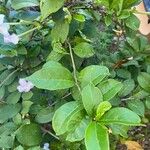 Brunfelsia americana Folio