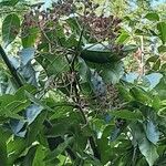 Tetradium daniellii Fruit