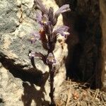 Orobanche rosmarina Habitatea