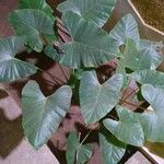 Alocasia macrorrhizosFolla